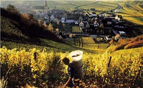 阿尔萨斯—延迟采收型葡萄酒（Alsace Vendanges Tardives）